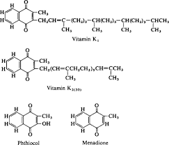 Тидного лиганда и других групп атомов). Vitamin K Group Sciencedirect