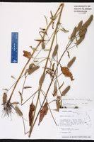 Image result for Cantinoa americana