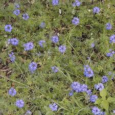 Image result for Verbena aristigera