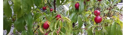 Pick up any fruit from the land that has fallen from nearby fruit trees. Living With Possums Sustainable Gardening Australia