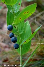 Image result for Ophrypetalum odoratum