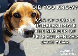 Did You Know 85 Of People Underestimate The Number Of Pets Euthanized Each Year Petsmart Animal Quotes Animal Companions