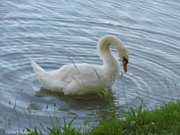 De populairdere voorzieningen bestaan onder andere uit zwembad, lounge en kinderactiviteiten. Une Balade Au Bord Du Lac De Boulogne Sur Gesse 31 Le 1er Juin Suite Les Photos De Michele