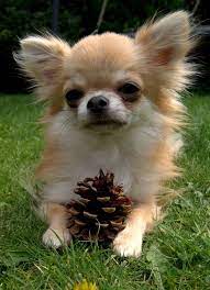 6 Unbelievable Training Chihuahuas With Praise And Affection Ideas Chihuahua Cute Chihuahua Chihuahua Puppies