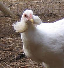 Image result for araucana