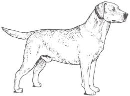🏆#1 golden retriever community on ig!🏆 🐶can we get the family to 160k? 30 Labrador Retriever Coloring Pages Free Printable Coloring Pages