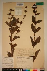 Image result for Lippia abyssinica