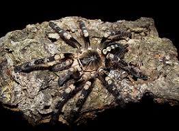 Image result for Centema subfusca