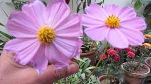 How To Grow Care Cosmos Flowering Plant Urdu Hindi Youtube