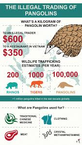 It was released alongside titania primetitaniaprime and corinth primecorinthprime. Southeast Asia Gold Mine For Pangolin Poachers The Asean Post