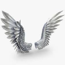 Drawing from personal experience in procreate: Pair Of Bird Wings 3ds Max Animated Cgtrader