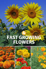 Growing a cut flower garden, whether it's a small plot in your backyard or for profit as part of a flower farm is extremely rewarding. Which Flowers Grow The Fastest Try These For Fast Results Gardening Channel