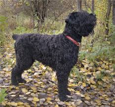 Siyah Rus Terrier Kopek Cins Profili Evcil Hayvanlariniz Icin Mutlu Bir Ev Nasil Yapilir