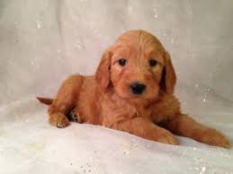 Goldendoodles are an intelligent and obedient family companion. Iowa S Top Goldendoodle Breeder Purebredpups