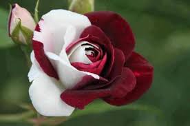 We did not find results for: Beautiful Flowers Rarely Seen Rhymes With Fabulous