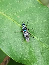 Image result for Brachythrix