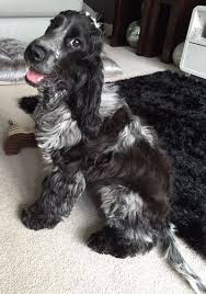 Black And Tan Cocker Spaniel Puppies For Sale Scotland Clavaire Cocker Spaniels Blue Roan Cocker Spaniel Spaniel Breeds Dogs