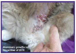 Homeopathic Approach To Cancer In Companion Animals Ivc Journal