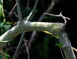 Image result for Adenia gummifera