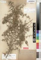 Image result for Asparagus suaveolens