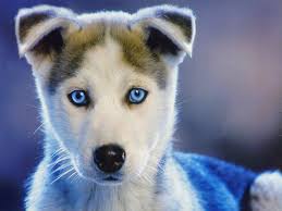 Siberian Husky Puppies Black And White With Blue Eyes Hd Puppy Wallpapers Cute Husky Puppies Siberian Husky Puppies Blue Eyed Dog