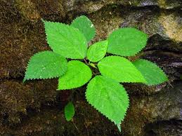 Image result for Laportea alatipes