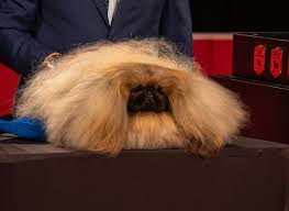 It has its origins in the variety classes for champions that were introduced in 1905 which included prizes for best champion dog and best champion bitch. Wasabi The Pekingese Wins Best In Show 2021 Westminster Dog Show People Com