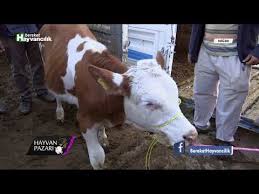 Hayvan Pazari Simental Duve Fiyati Nigde 2018 Youtube
