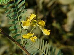 Image result for Sesbania macowaniana