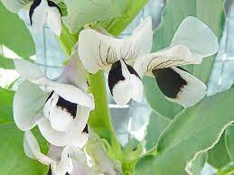 Broad beans in the vegatable garden. The Remarkable Flowers Of The Fava Bean Photograph By Steve Taylor