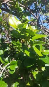 Image result for Carissa praetermissa