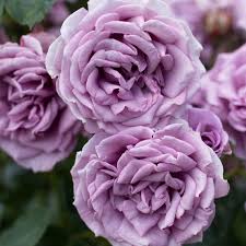 Purple Rose Climbing Fragrant Rosa Bush Ornamental Flowering Vine Plant 10  Fresh Seeds