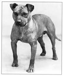 American Staffordshire Bull Terrier Black And White Melling S Tough Guy American Pitbull Terrier Pitbull Terrier Vintage Dog