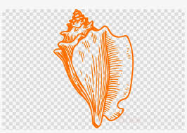 One is a queen conch shell and a spiral shell a couple of. Download Conch Shell Drawing Clipart Drawing Conch Clip Art Conch Shell Clip Art Png Image With No Background Pngkey Com