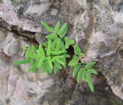 Image result for Pellaea