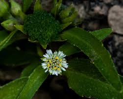 Image result for Eclipta prostrata