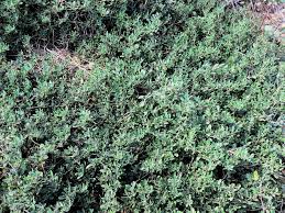 Image result for Zaleya