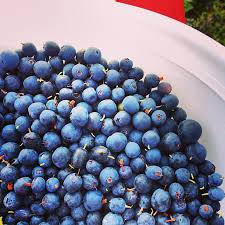 The goal is to stimu grows on acid, peaty soils throughout alaska and the circumpolar north. Berries Of Northwest Alaska Alaska Master Gardener Blog