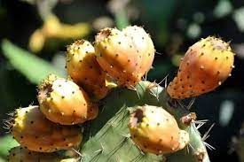 Prickly pear cactus has large flat leaves, which are actually a modified portion of the stem of the plants, that are often referred to as cactus pads. Prickly Pears Humble Cactus Brings Hope To Algeria