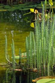 Image result for Hyparrhenia poecilotricha