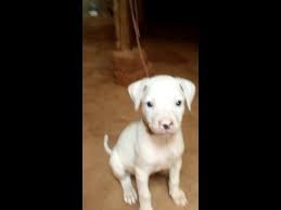 Not all white pitbulls are albino. Pure White Pitbull Puppies Youtube