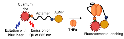 En sprød og mættende sandwich, hvor der er kælet for den gode smag. Biomedicines Free Full Text Aptamers For Proteins Associated With Rheumatic Diseases Progress Challenges And Prospects Of Diagnostic And Therapeutic Applications Html