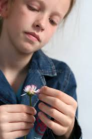 95,672 Daisy Petals Stock Photos