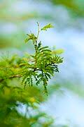Image result for Acacia pilispina