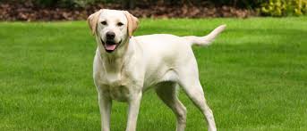 We did not find results for: Labrador Retriever All About Dogs Orvis