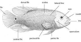 Of shrimp, tilapia, tuna steak, and lobster only costing you about 1 point each. Prt 3004 Group 4 Life Cycle And System Of Tilapia