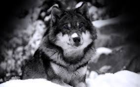 132 wolf 4k wallpapers and background images wallpaper abyss. Free Wolf Backgrounds Wallpaper Cave