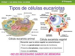 Tema 1 Los Seres Vivos La Celula Robert Hooke Material