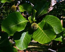 Image result for Burttdavya