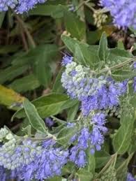 Image result for Caryopteris odorata